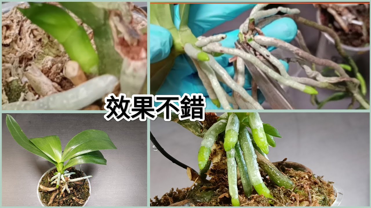 一次大膽的操作 將蝴蝶蘭攔腰砍斷 換來驚喜連連 蝴蝶蘭種植11/11/2025