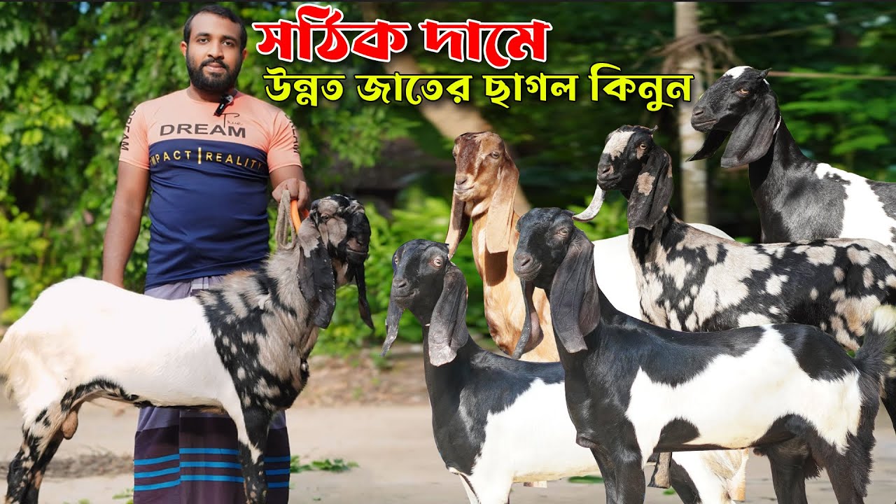 সঠিক দামে উন্নত জাতের ছাগল কিনুন সজল ভাইয়ের বাণিজ্যিক খামার থেকে।