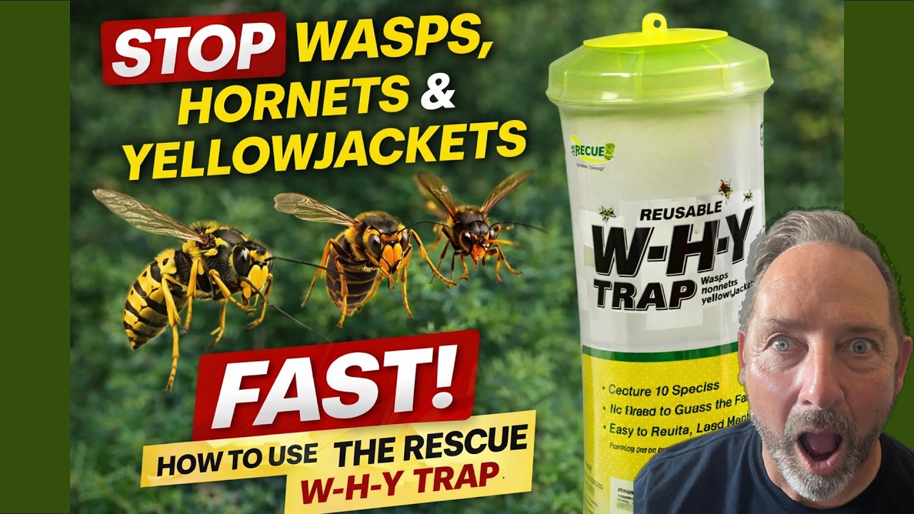 STOP Wasps, Hornets & Yellowjackets FAST! | How to Use the Rescue W-H-Y Trap (Honeybee Safe!)