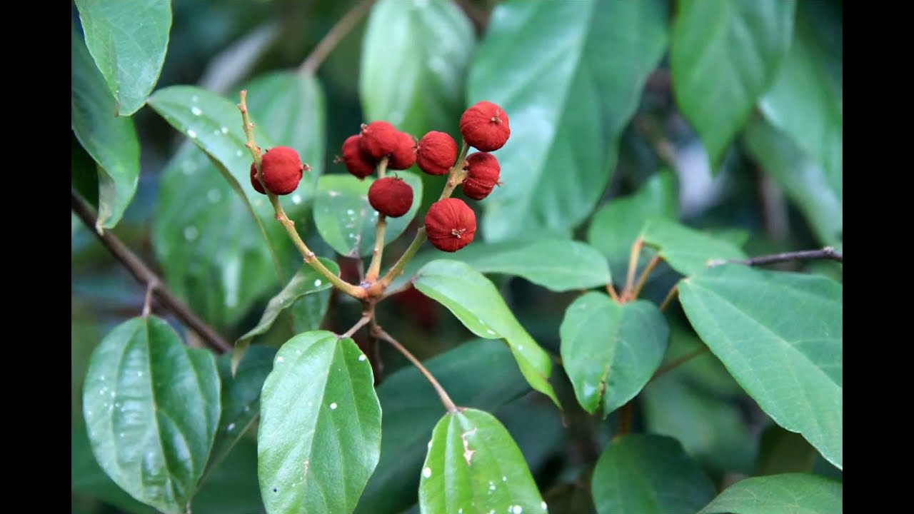 Herbier Num&eacute;rique:  Croton Tinctorial  ( Mallotus philippensis )