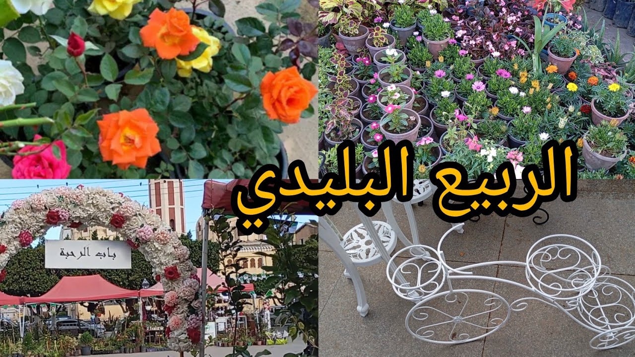 الربيع البليدي معرض جميل لكل انواع الورود و الاسعار في متناول الجميع