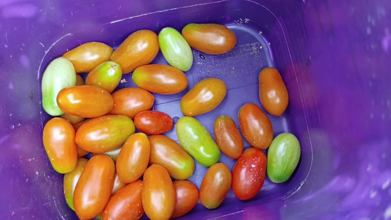 Primeira carga de tomatinho grape 🍅 hoje dia 12 de Fevereiro de 2026.