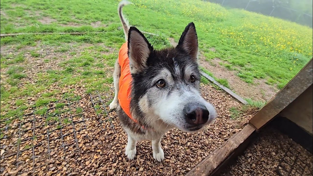 Old Husky Thought I Was Gone And Didn't hear Me Calling