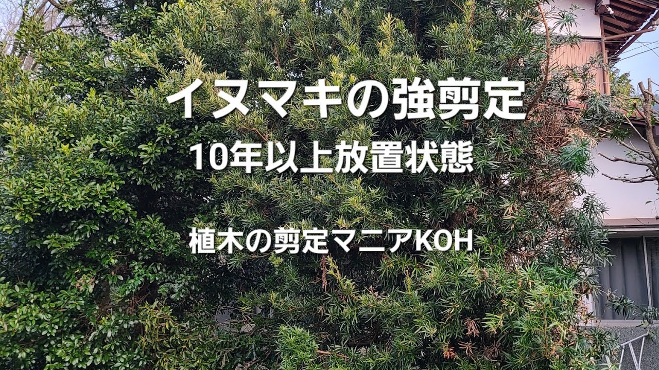【10年以上放置状態】マキの剪定(イヌマキ)