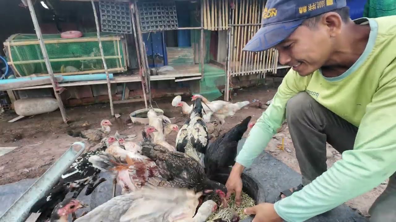 Daily Action in my Chickens Farm!
