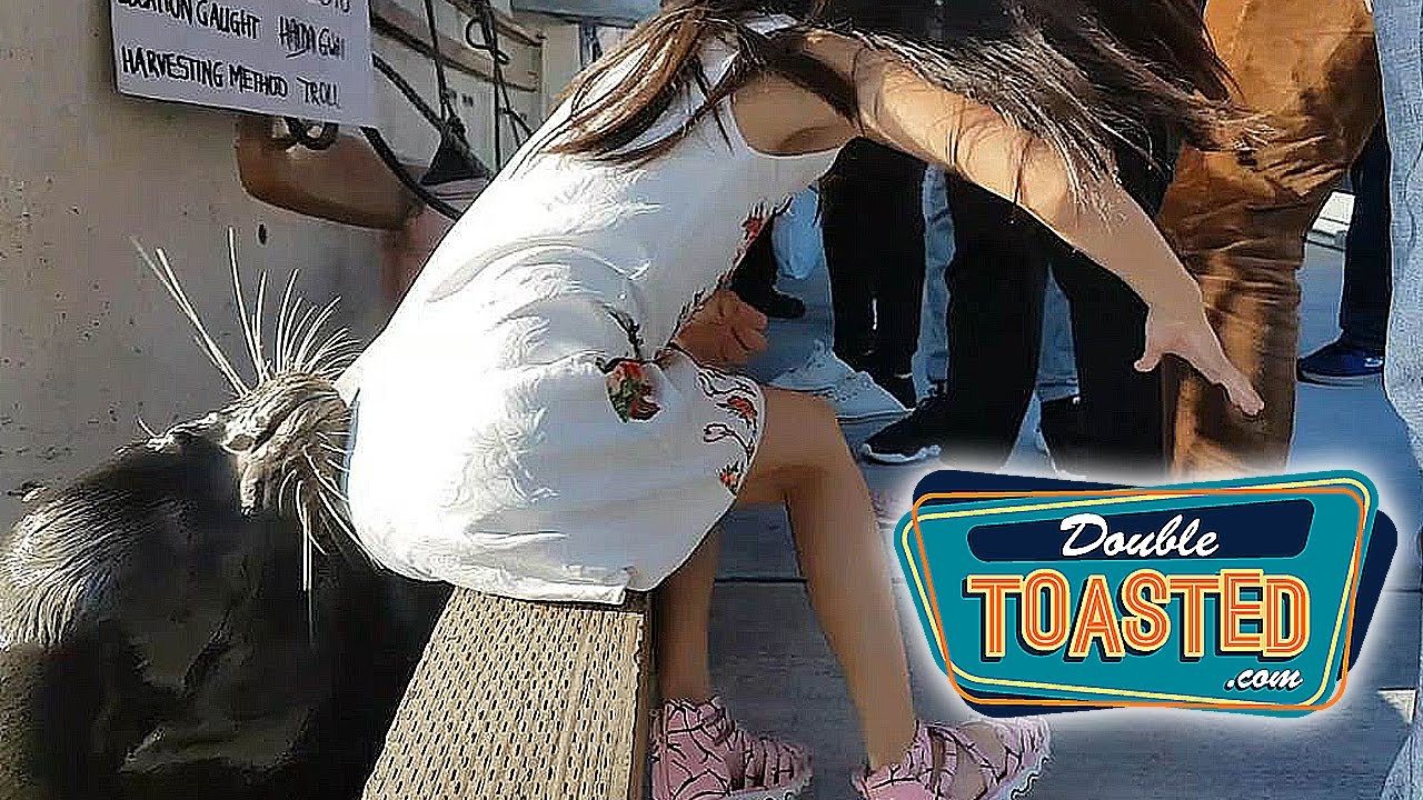 VIDEO OF SEA LION DRAGGING A GIRL INTO THE WATER GOES VIRAL - Double Toasted Highlight