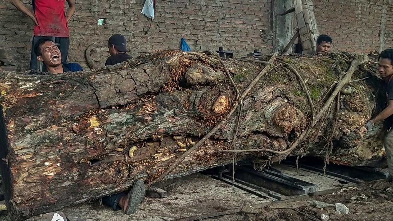 Amazon Scale Risk in Brazil Cutting a Giant Trembesi Log Without Any Safety Gear 😱