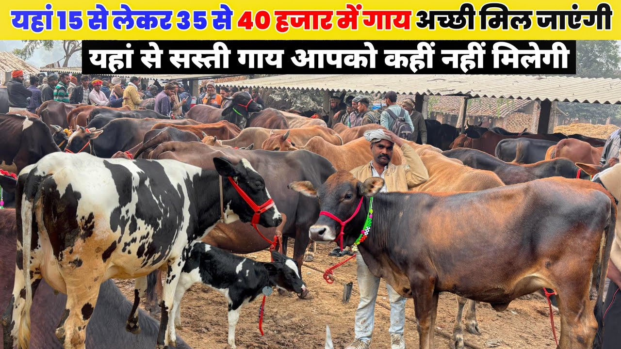 सबसे सस्ती गाय यहाँ मिलती है 😍 | Mohariya Pashu Mandi Full Tour prayagraj gay bajar