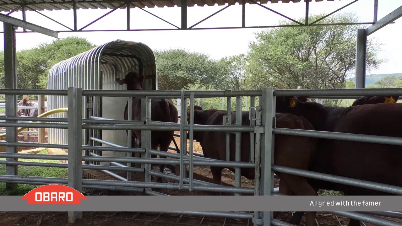 Spray Race Dipping Method For Cattle Tswana