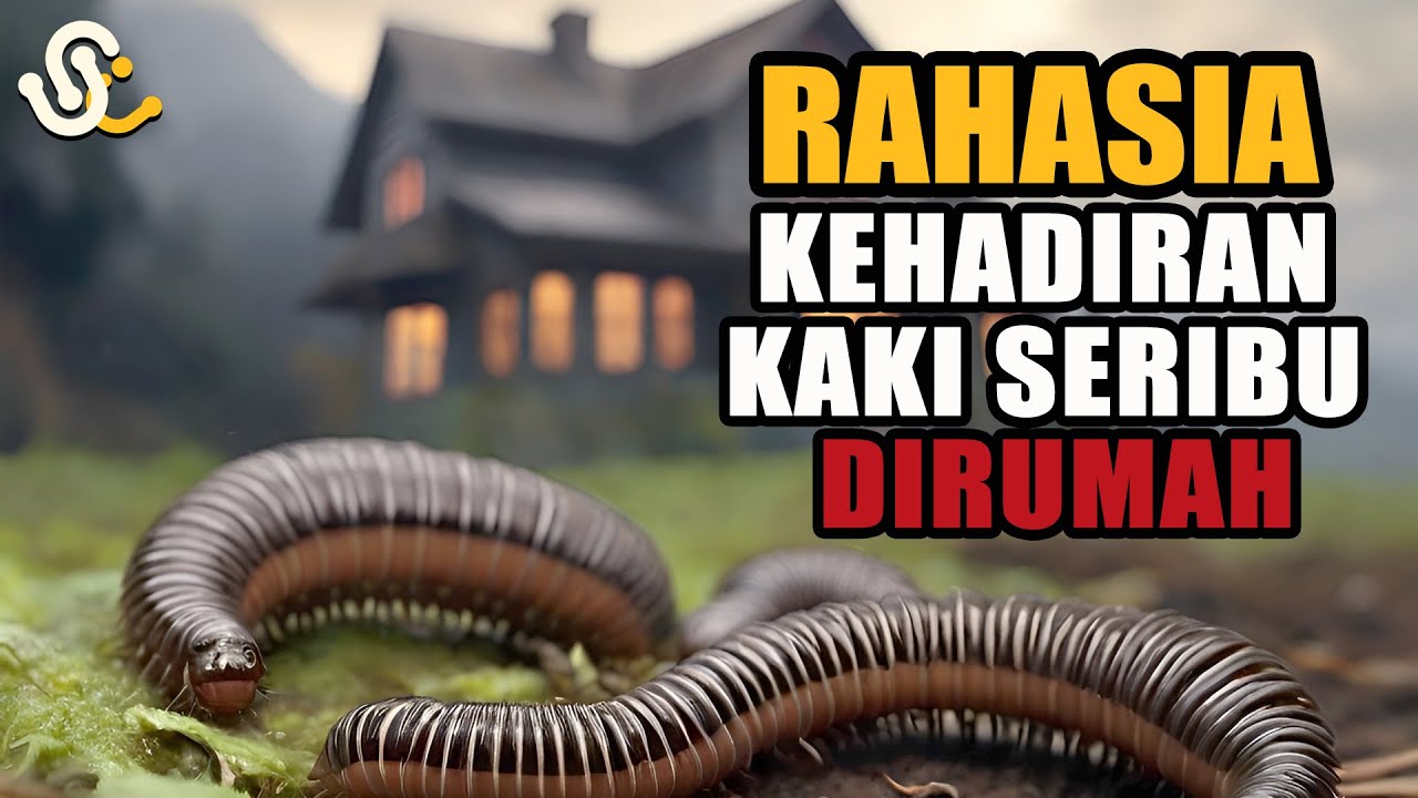 SERBA-SERBI KAKI SERIBU DIRUMAH : JEJAK REZEKI ATAU PERTANDA LAIN? TEMUKAN JAWABANNYA DISINI!