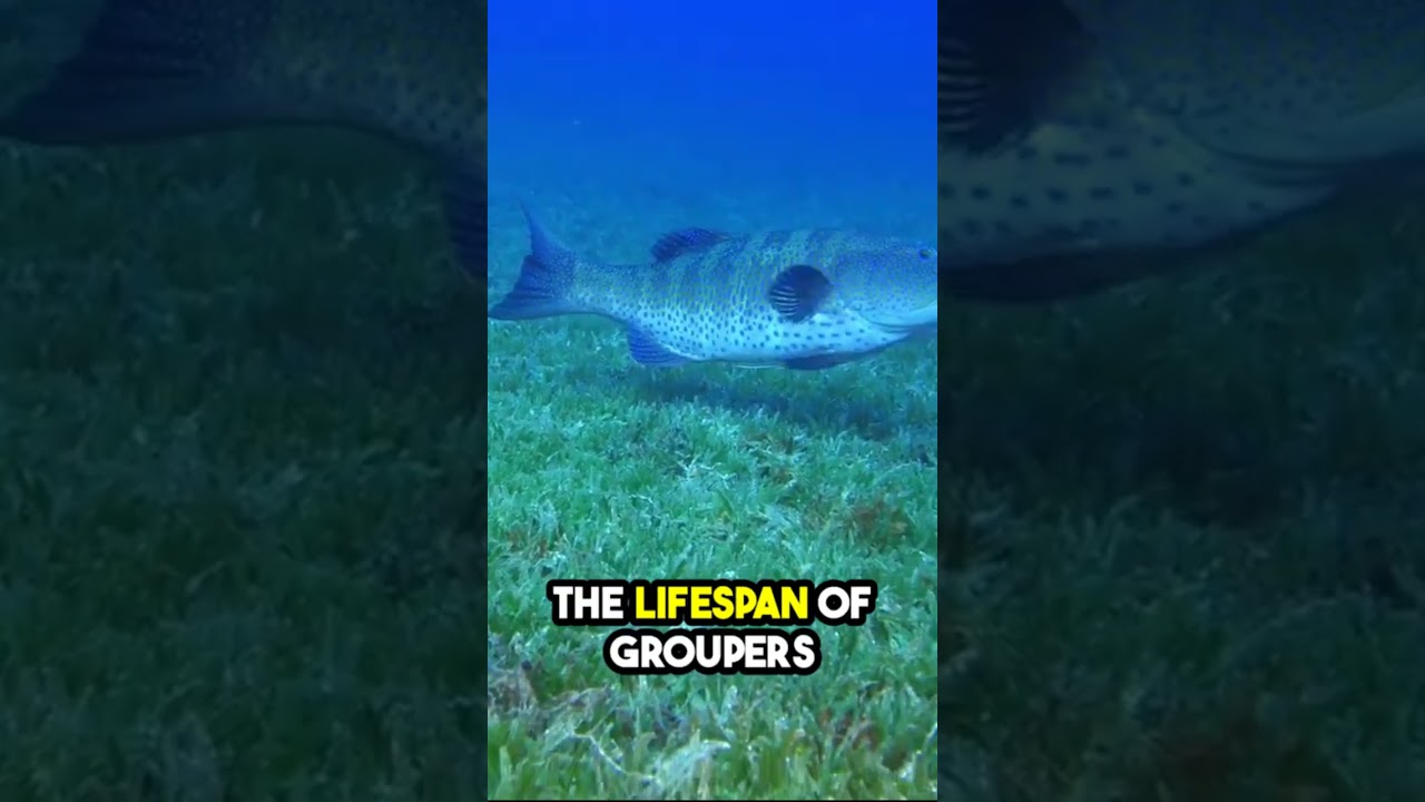 HOW OLD DO GROUPERS GET ??  #grouper #fishfacts #fish
