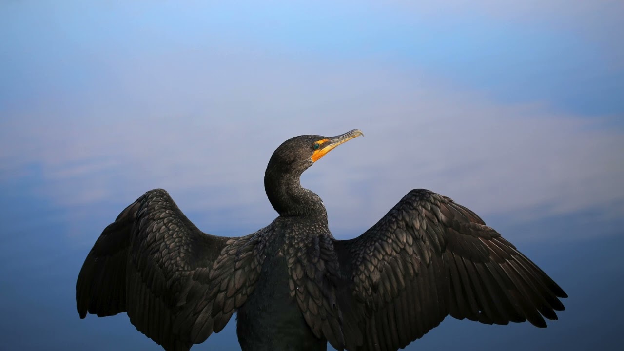 Double Crested Cormorant