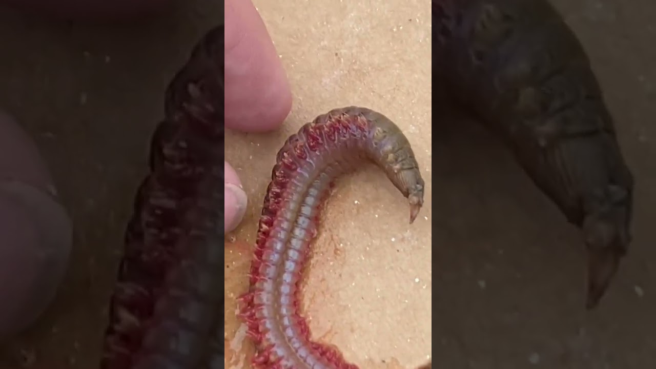 Perfect fishing bait ￼sea worms have a hidden secret