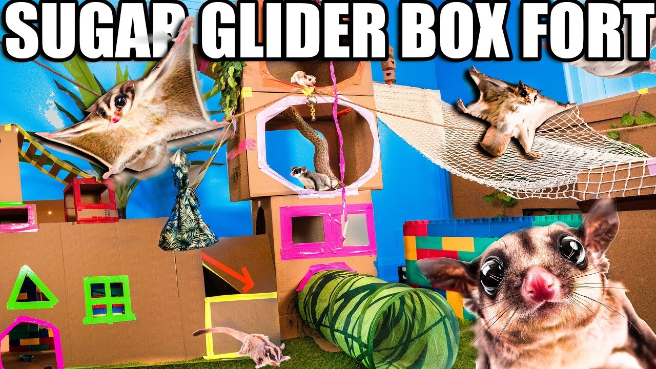 WORLDS BIGGEST SUGAR GLIDER BOX FORT ZOO!! Flying Animals & More