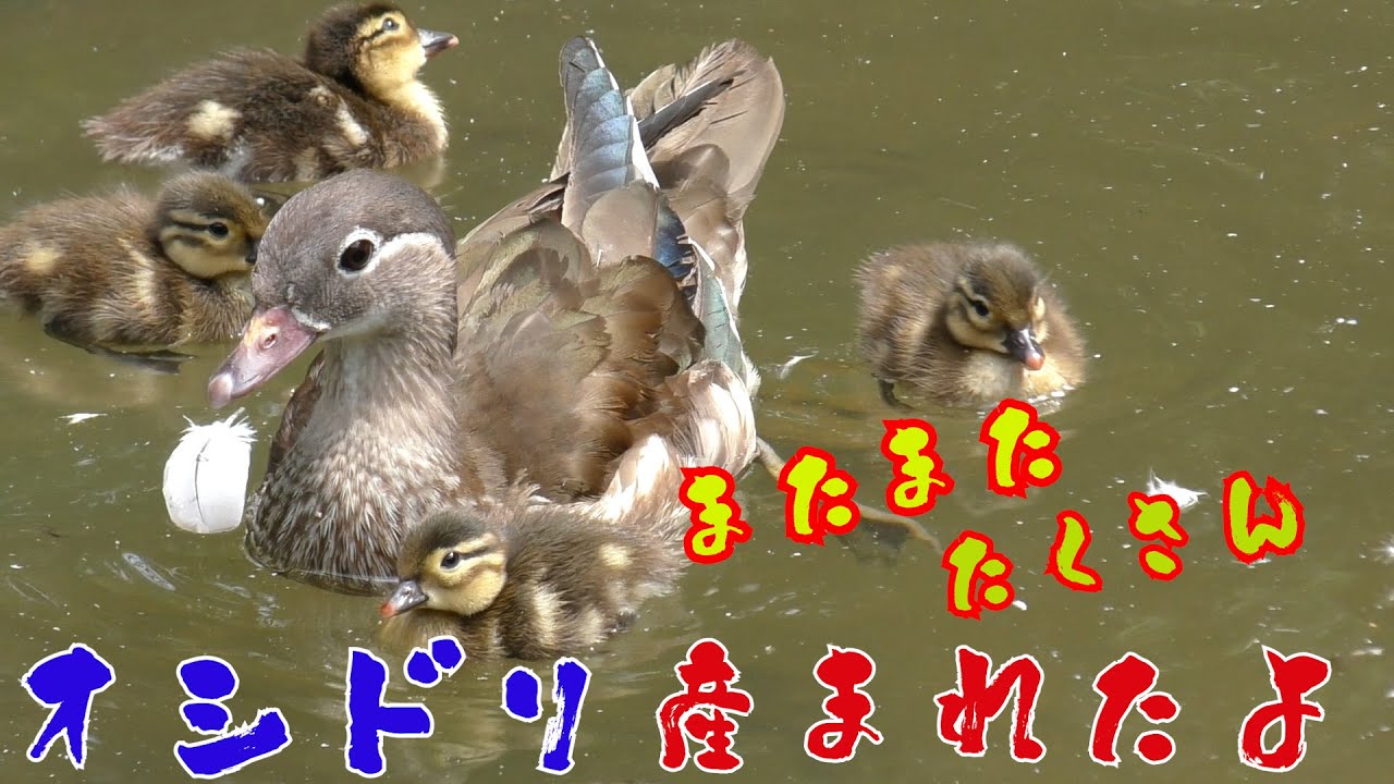 オシドリ またまたたくさん 産まれたよ！　（今季ラスト）