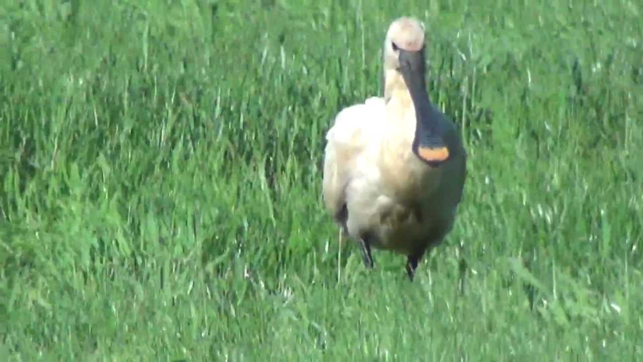 Lepelaar     Texel