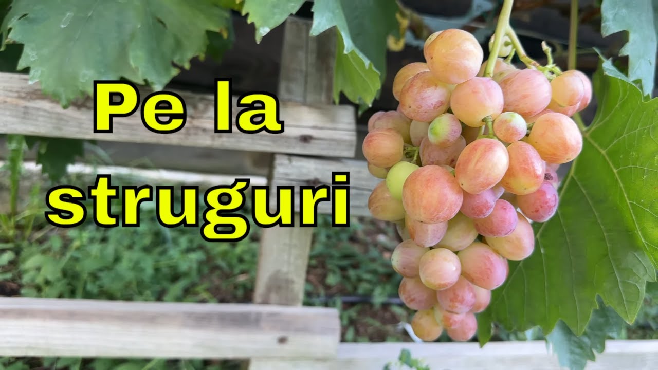 Cum se prezinta unele soiuri vita de vie pentru struguri de masa.  21.07.2024