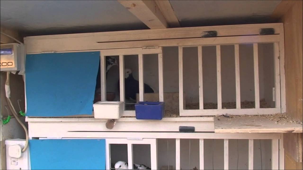 Roller pigeons breeding Kit boxes