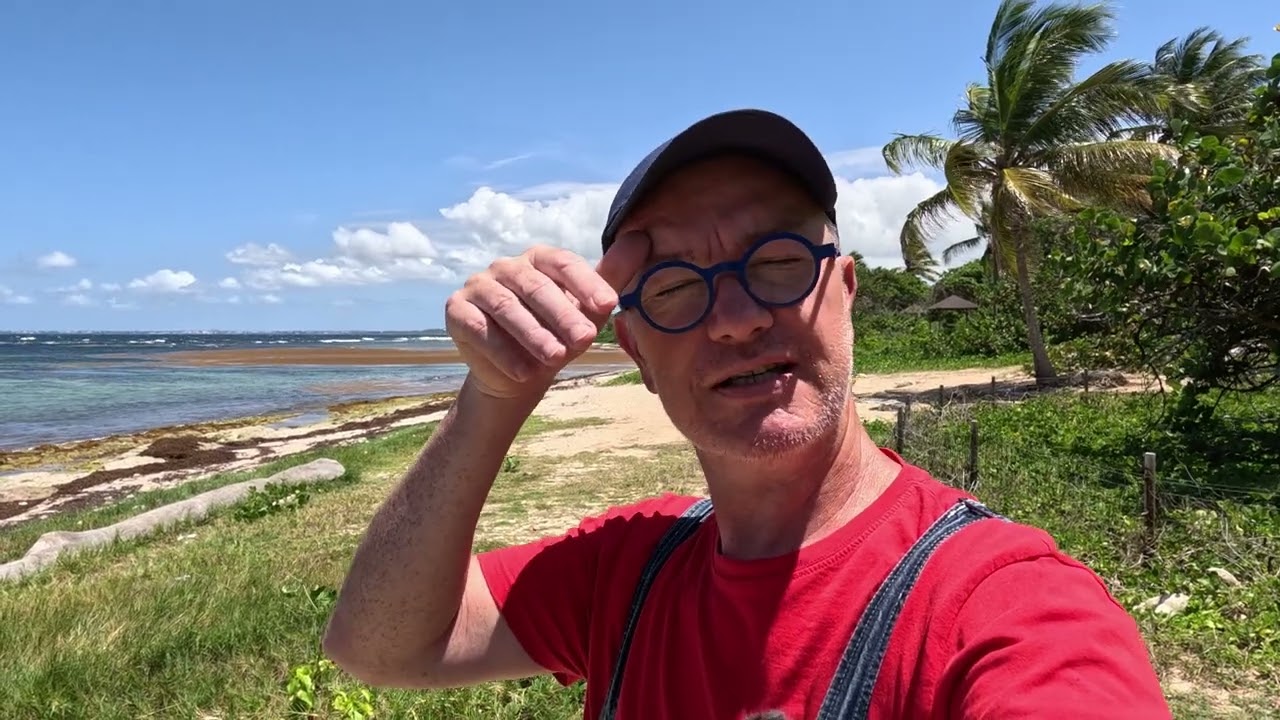Guadeloupe, les sargasses !