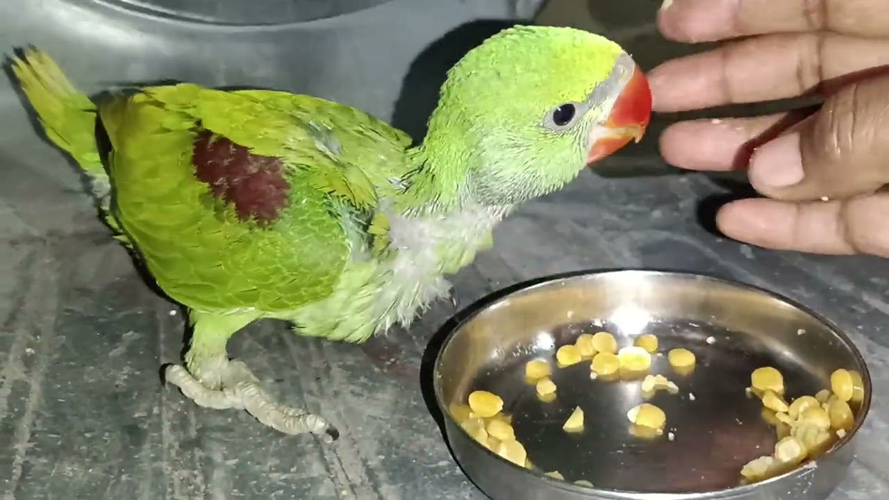 मिठु खाना खा रहा है😍|| #loveyouleo #talkingparrot #babyparrot  2026