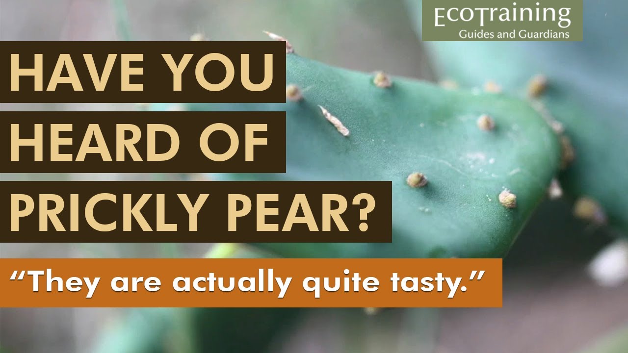 Flora Fridays: Prickly Pear | Opuntia ficus-indica