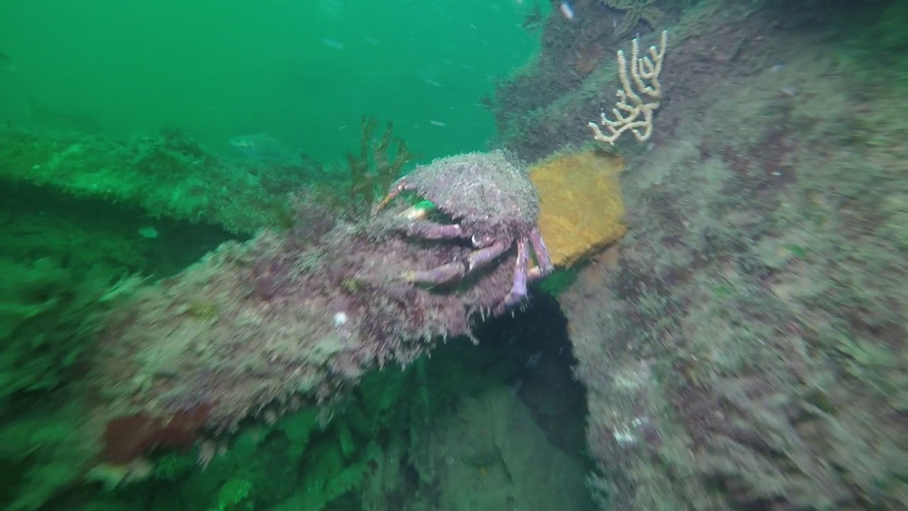 Ao&ucirc;t 2018 - &Icirc;le de Groix -  Plong&eacute;e sur l'&eacute;pave du Sperrbrecher 134