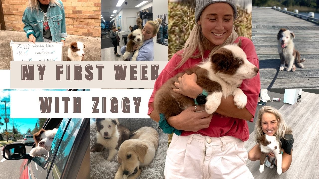 FIRST WEEK WITH MY BORDER COLLIE PUPPY ZIGGY