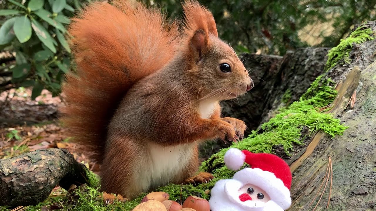 Eichhörnchen Entertainment - Weihnussfeier | Squirrel Entertainment - Christmas Party