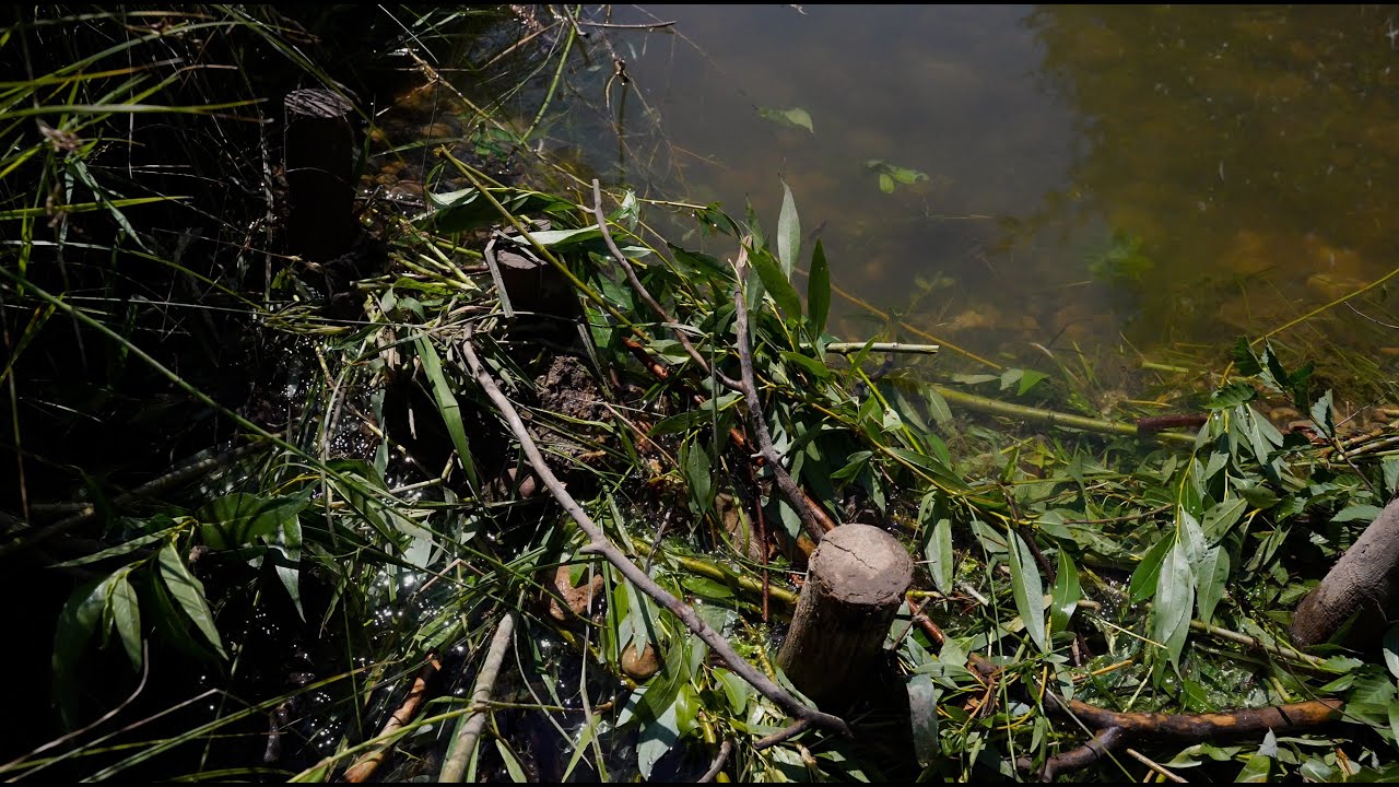 Build a Beaver Dam Analog with Sageland Collaborative