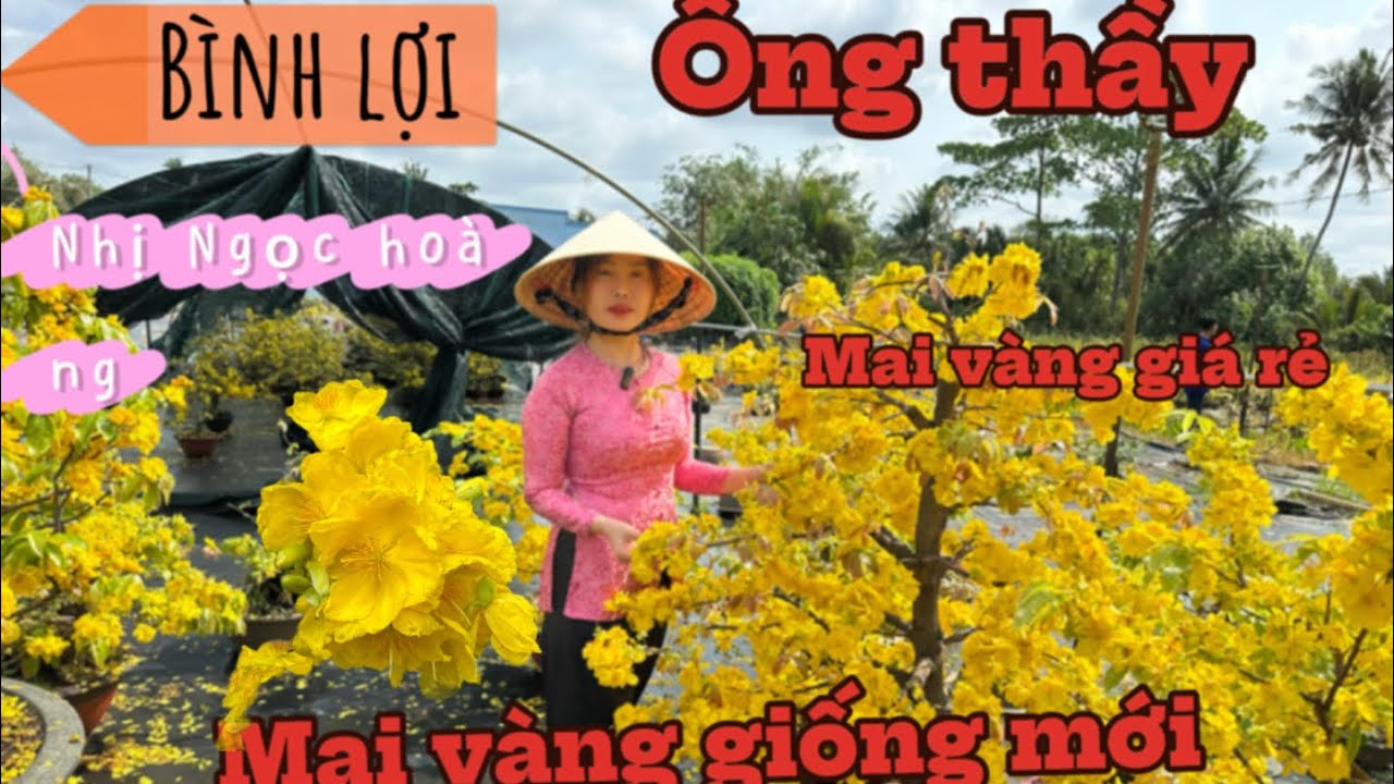 22-2 ☎️0384925778 📲chị ly 🌲Mai vàng giá  cực rẻ , nhiều giống mới ,  mã số cuối líp 