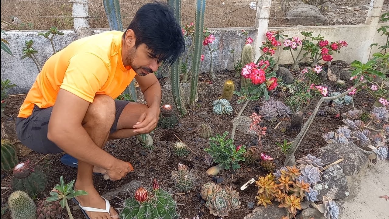 Adubação e poda das rosas do deserto do canteiro 