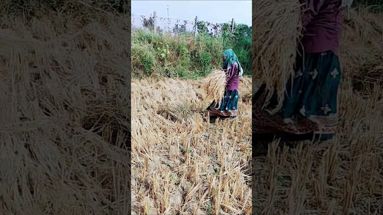 🌾🌾Farming work women power💪 #shorts #viralvideo #village #hardwork #agriculture