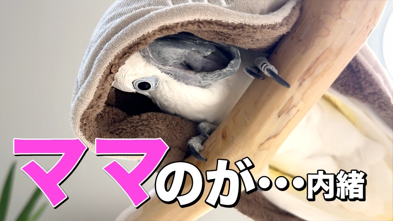 ゆきまる氏、ママのサウナハット内緒で…