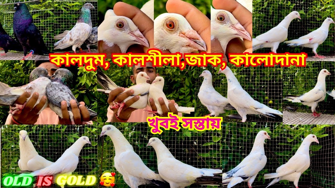 Old is Gold এইরকম জিনিস খুবই রেয়ার😳তাড়াতাড়ি ভিডিওটা দেখুন।