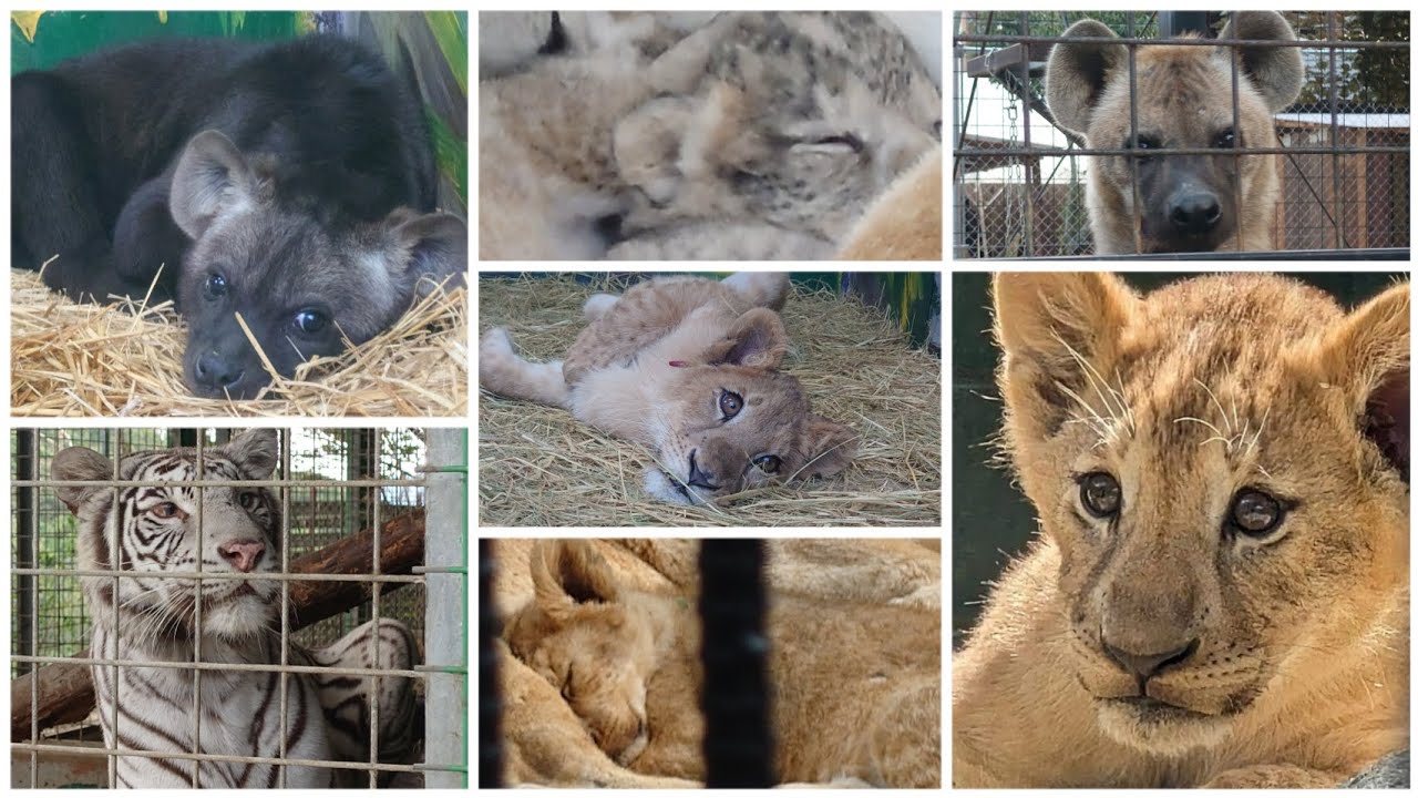 しろとり動物園　😺ライオン一家🦁と😻動物達におやつ😸