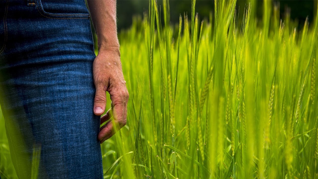Maine's grain resurgence