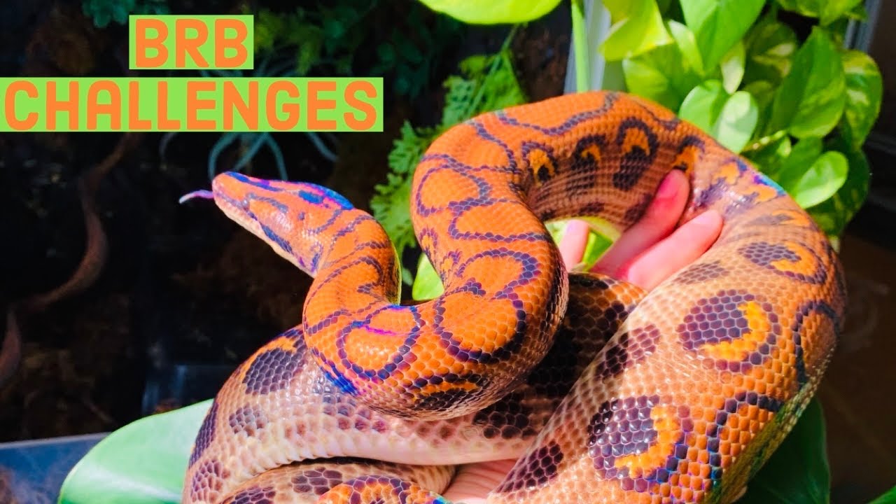 The Challenges of Brazilian Rainbow Boas!!!