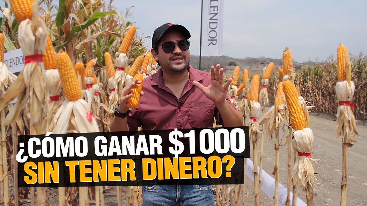 ¿ Cómo GANAR $1000 dólares x hectárea sin tener dinero ? 🌽💰