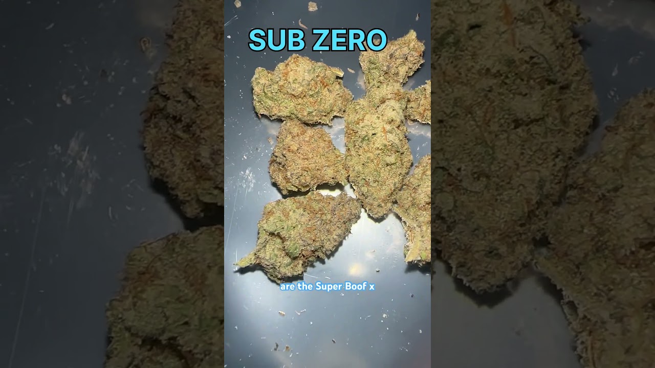 Sub Zero Cannabis Strain #strainreviews #420 #cannabiseducation #cannabiscommunity