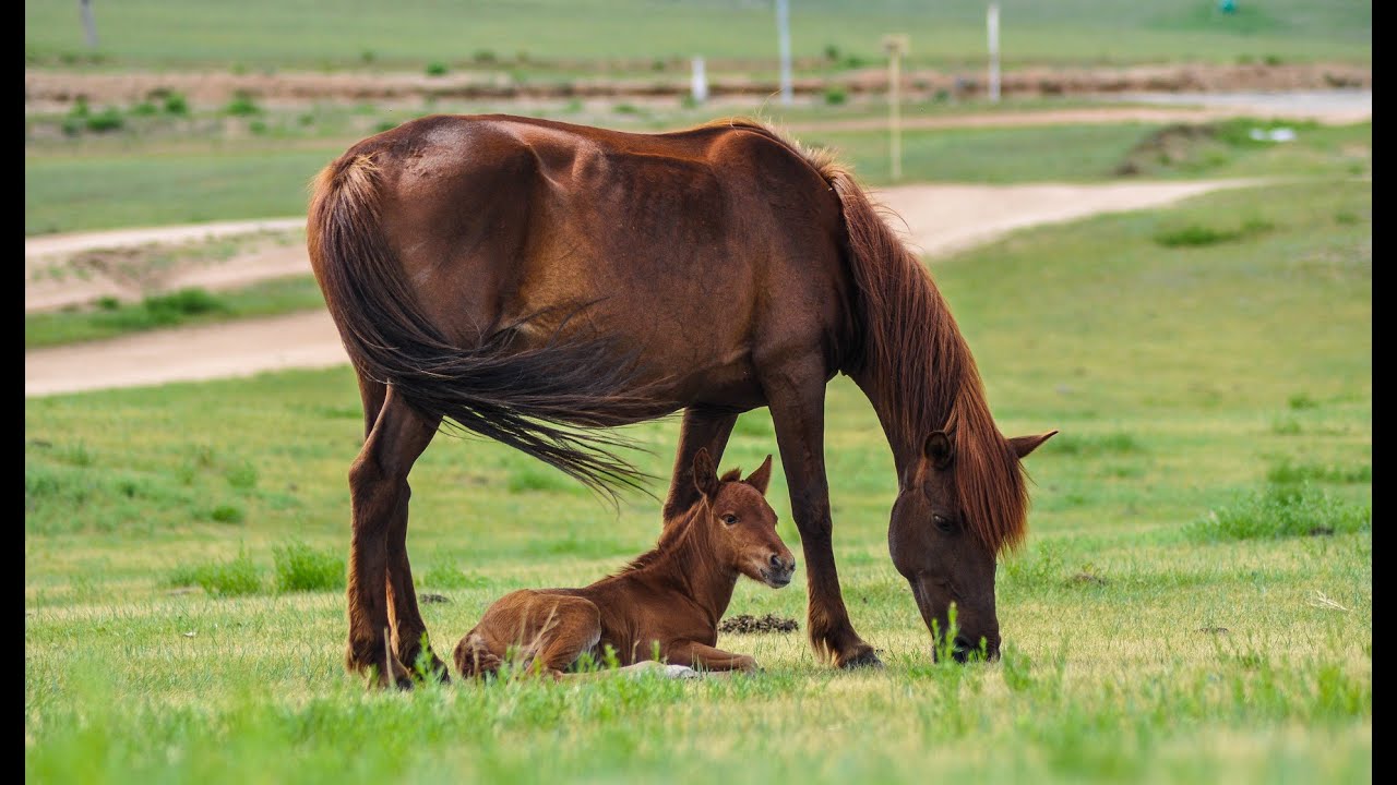 马的声音 1 The Voice of a Horse 1