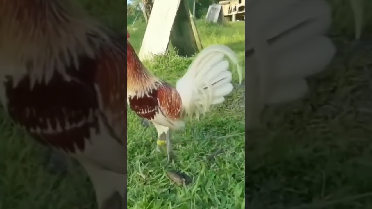 Special Plye | LGP Gamefarm #gamefowlnation #gamefowls #gamefarm #hennie #kelso #sweater #dom