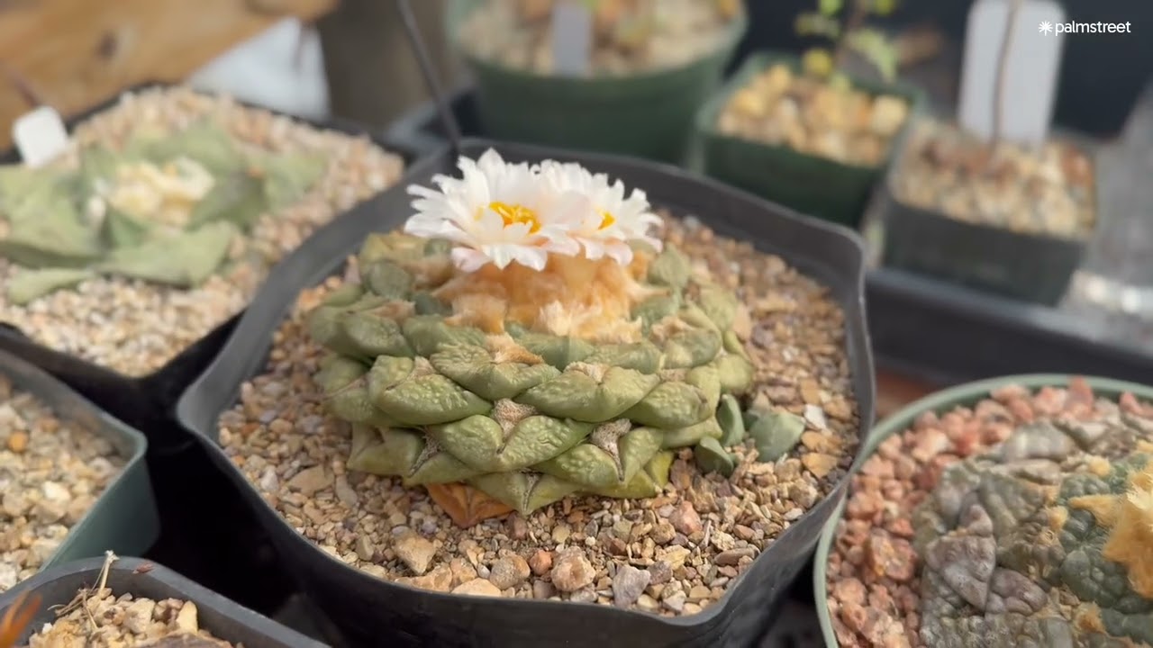 Предварительный обзор тура по теплице Cactus Quest!