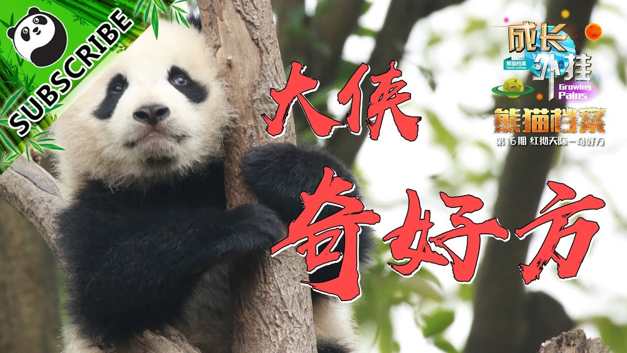 《熊貓檔案》 第十六期 成長外掛：大俠奇好方 20170907 | iPanda