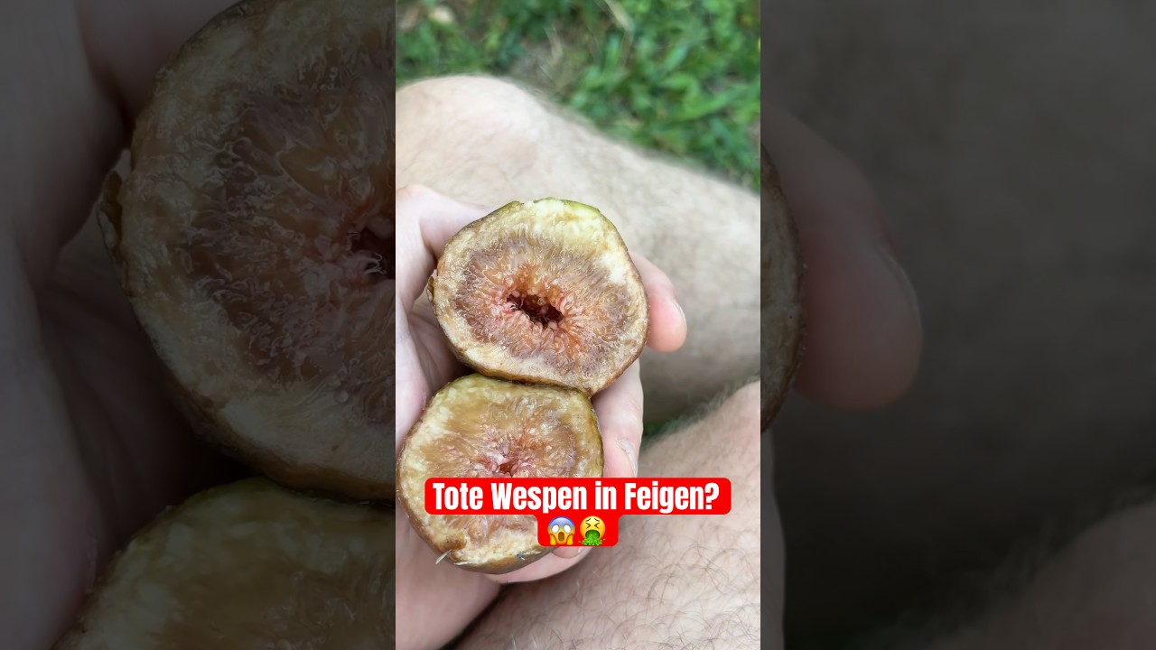 Warum in jeder Feige eine tote Wespe steckt?🤮 #feige #biologie #garten #gutzuwissen #insekten