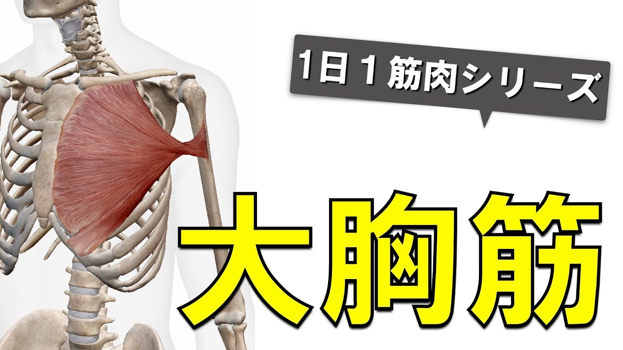 【1日1筋肉×大胸筋】胸にある大きな筋肉：大胸筋の起始停止と作用について