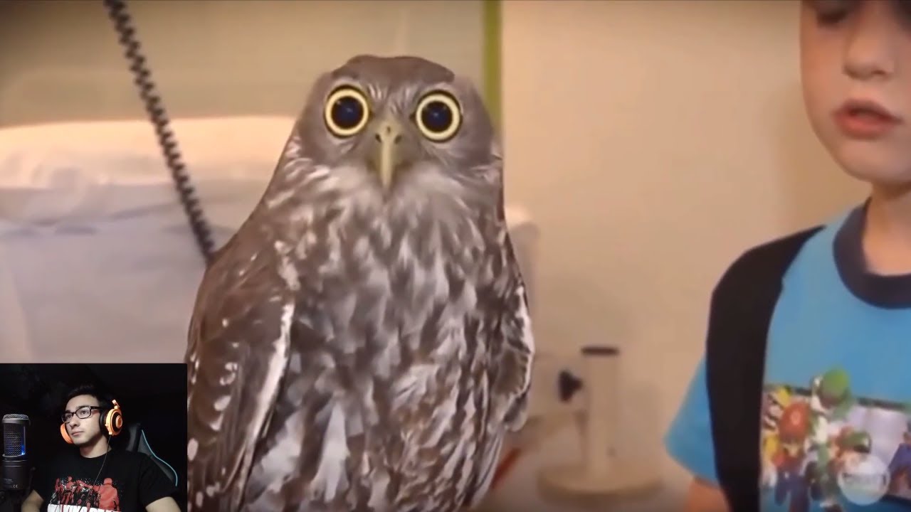 Опит да не се смея 16 - Birb Vines/Memes