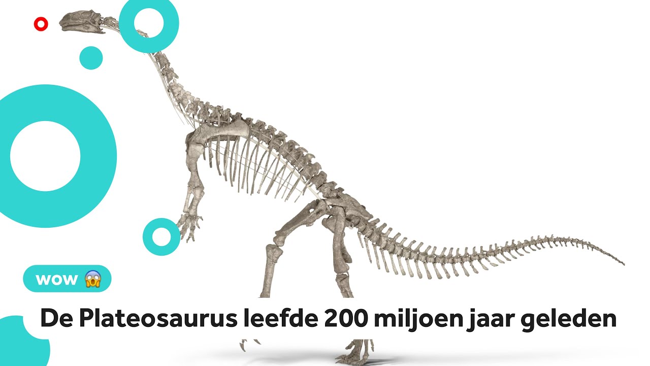 Het Oertijdmuseum heeft er een dinoskelet bij