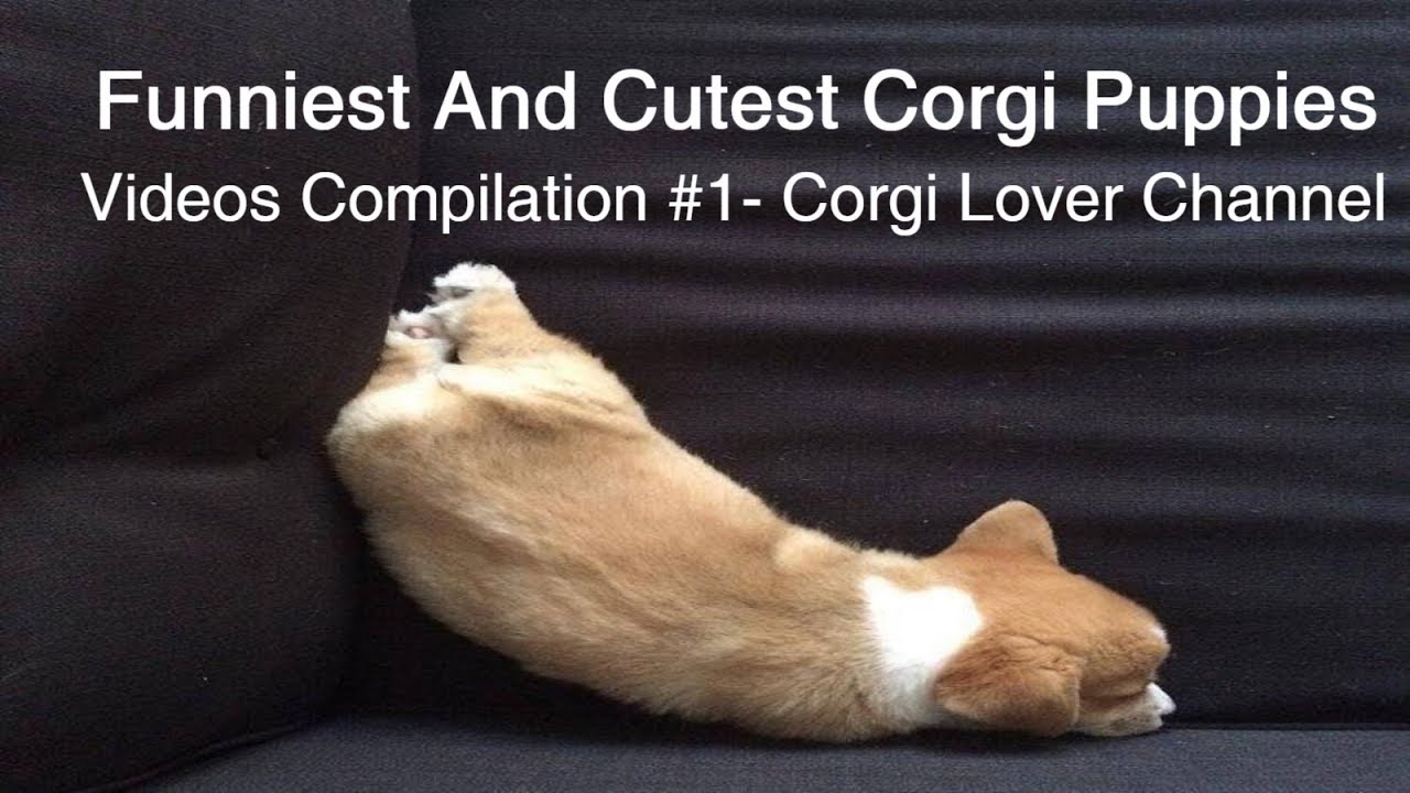 Funniest And Cutest Corgi Puppies Videos Compilation #1 - Corgi Lover Channel