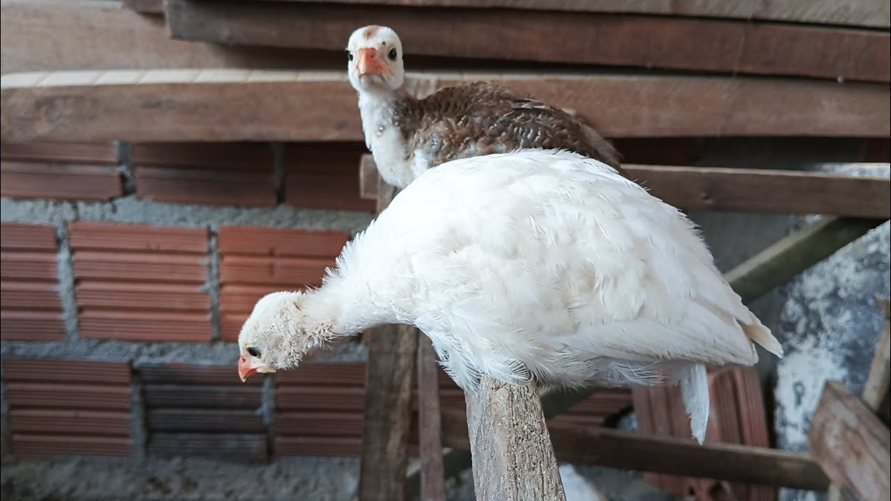 Comprei mais animais 