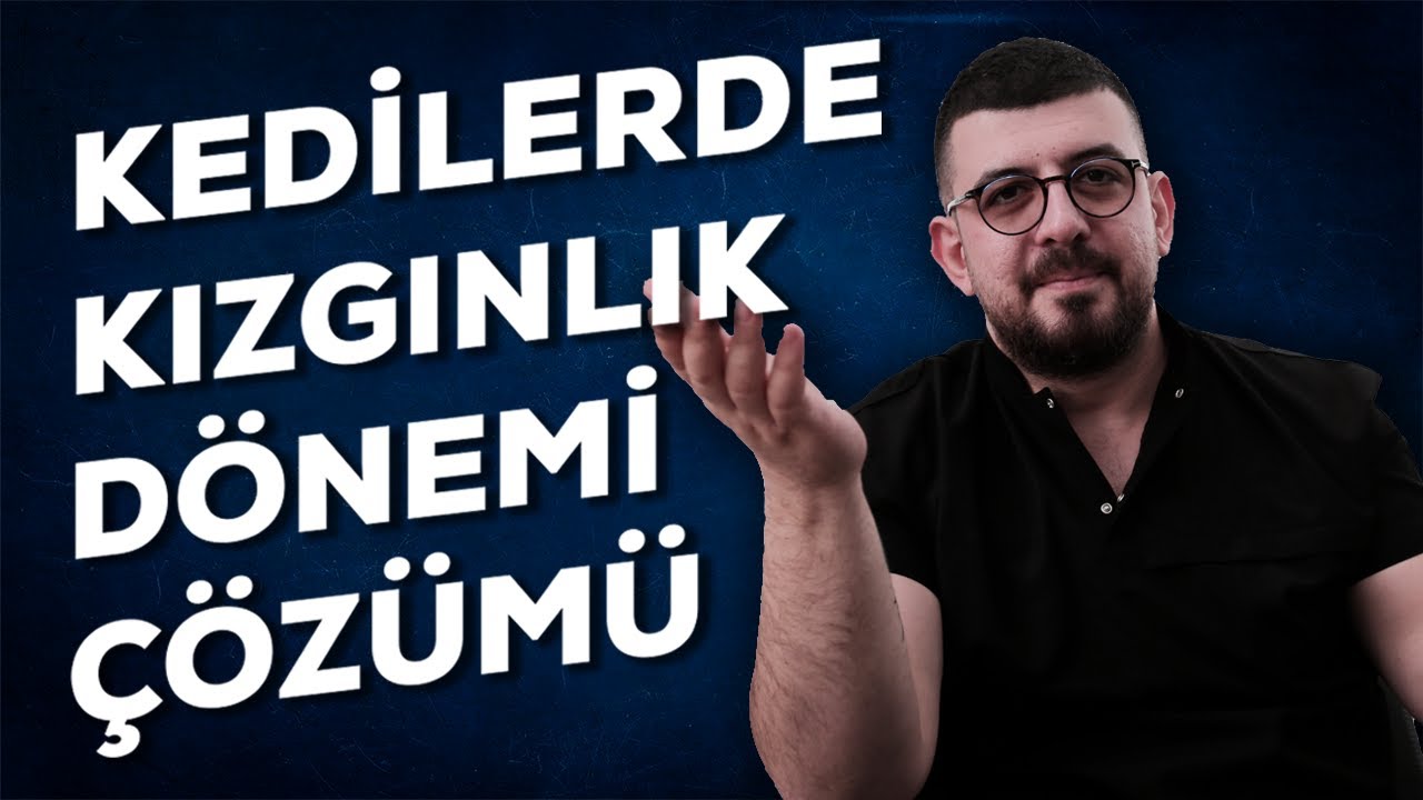 Kedilerde Kızgınlık (Östrus) Döneminde Ne Yapılmalı? Kızgınlık Döneminde Acı Çekiyorlar Mı?